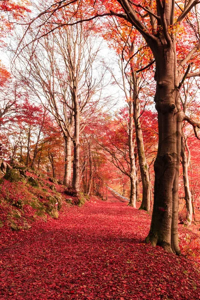 Colori autunnali nel parco — Foto Stock