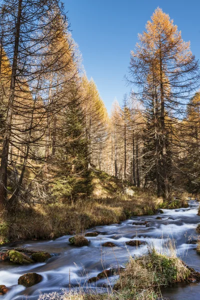 Rio na floresta, época de outono de Devero Alp — Fotografia de Stock