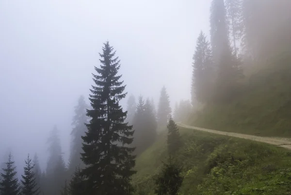 Forest in a foggy day — Stock Photo, Image