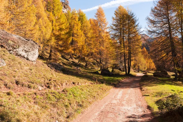Mountain forest in autumn season — Stock Photo, Image