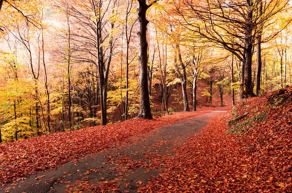 Herbstliche Farben im Wald — Stockfoto