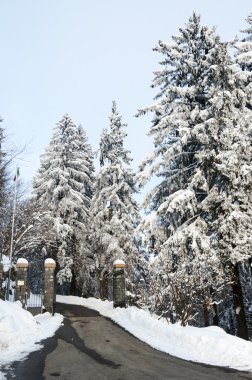 Dağ ağaçlarda üzerinden kar