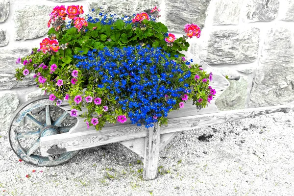 Flores no carrinho de mão — Fotografia de Stock