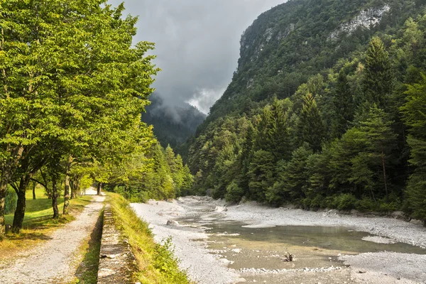 Chemin de montagne dans la forêt — Photo