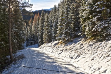 Sabahları karlı orman