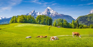 Yeşil çayırlar üzerinde otlatma inek ile Alpleri'nde pastoral manzara