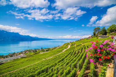Lavaux şarap bölgesi, Cenevre Gölü, Vaud kantonu, İsviçre