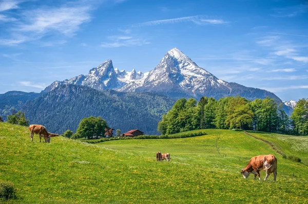 Idylliczne alpejskie lato krajobraz z krowy pasące się na łąkach świeżych — Zdjęcie stockowe
