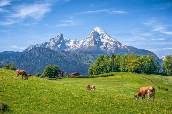 Idyllic alpine summer landscape with cow grazing in fresh meadows