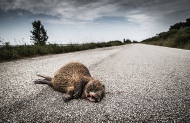 Yolda yatan bir su samuru Roadkill karkas