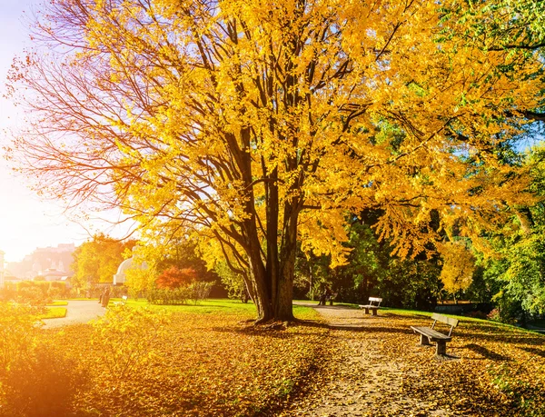 美丽的秋天景色，在公园在日出 — 图库照片