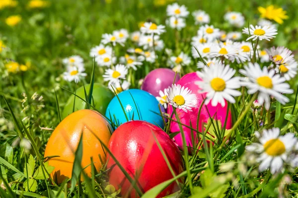 Colorful Easter eggs lying in the grass between daisy flowers — Stock Photo, Image