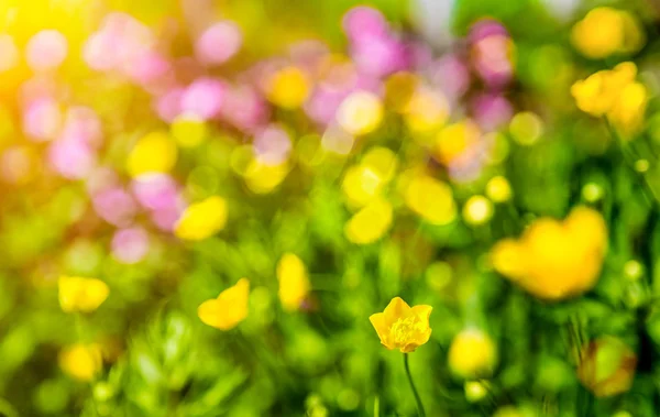 Dreamy flowers bokeh with lens flare — Stock Photo, Image