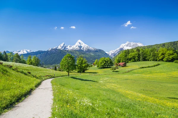 Idylické letní krajina v Alpách — Stock fotografie