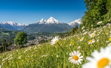 Panoramik güzel çiçekler ile Bavyera Alpleri'nde güzel manzara ve arka planda ilkbahar, Nationalpark Berchtesgadener Land, Bavyera, Almanya ünlü Watzmann dağda