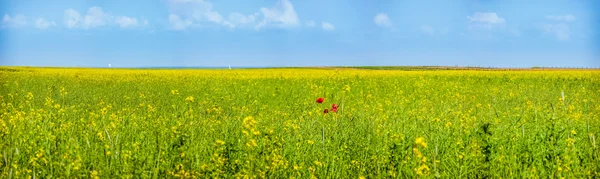 Colorful blooming wild flowers on the meadow at spring time — Stock Photo, Image