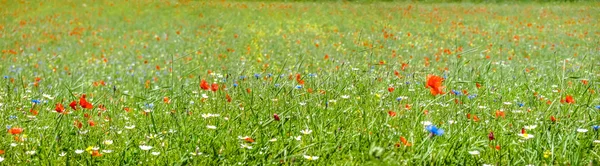 Colorful blooming wild flowers on the meadow at spring time — Stock Photo, Image