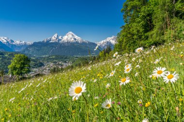 Bavarian Alps with beautiful flowers and Watzmann in springtime, clipart