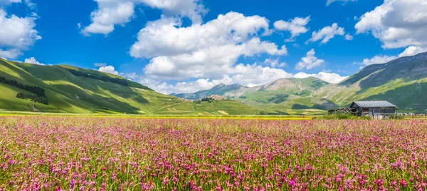 Piano Grande summer landscape, Umbria, Italy — Stock Photo, Image