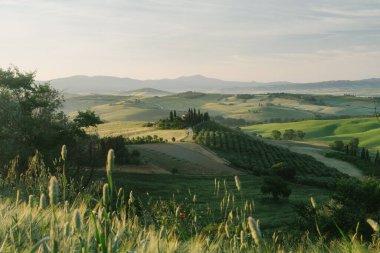 Gündoğumunda yemyeşil çayırlar olan Toskana tepeleri manzarası Val d 'Orcia, İtalya