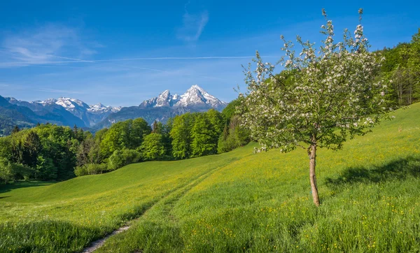 Vårlig alpina bergslandskap med blommor och blommande fruktträd — Stockfoto