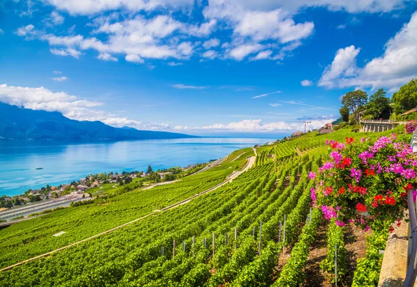 Hermosa región vinícola de Lavaux en el Lago de Ginebra, Cantón de Vaud, Suiza — Foto de Stock
