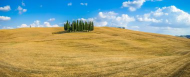 Altın hasat alanları ile servi ağaçları, Val d'Orcia, Toskana, İtalya