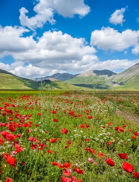 Piano Grande sommar landskap, Umbrien, Italien — Stockfoto