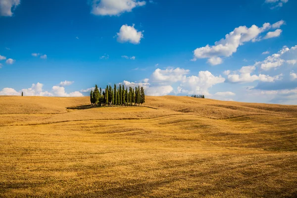 Doğal Tuscany, yatay, servi ağaçları, Val d'orcin, İtalya — Stok fotoğraf