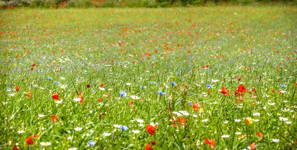 Colorful blooming wild flowers on the meadow at spring time — Stock Photo, Image
