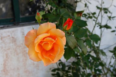 Yeşil yapraklar ve açılmamış tomurcuklarla çevrili açık turuncu bahçe goncası..