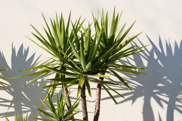 Yeşil Dracena yaprakları ve yaprak gölgesi beyaz bir duvara karşı. Drazenov ailesinin parlak temsilcisi.