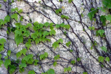 Yeşil sarmaşık yaprakları eski, pejmürde bir duvara yayılmış..