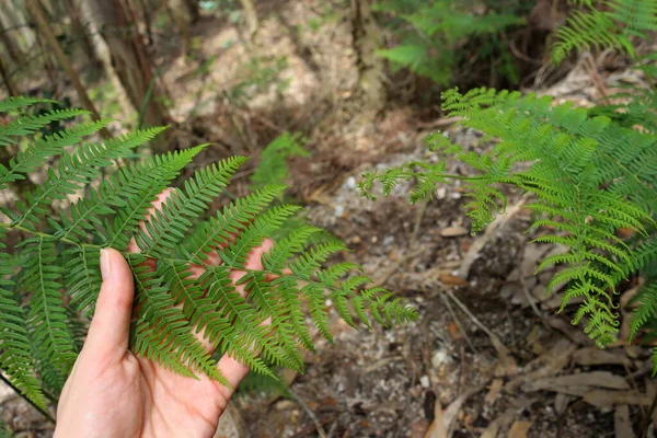 Gałąź Zielonej Paproci Kobiecej Dłoni Fern Lesie Eukaliptusowym — Zdjęcie stockowe