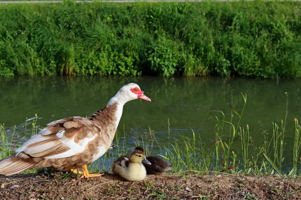 Mamma Anka Med Små Ankungar Sitter Nära Vattnet Grön Stadspark — Stockfoto