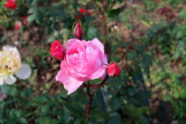 Narin pembe gül çiçeği ve bulanık yeşil arka planda açılmamış tomurcuklar..