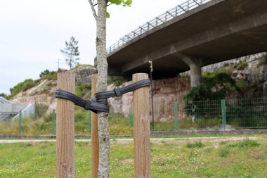 Ağaç Desteği genç ağaçlar tahta kazıklarla destekleniyor. Yol kenarına yeni dikilmiş ağaçlar, destek için üç kazık ve lastik bantlarla bağlanmış.. 