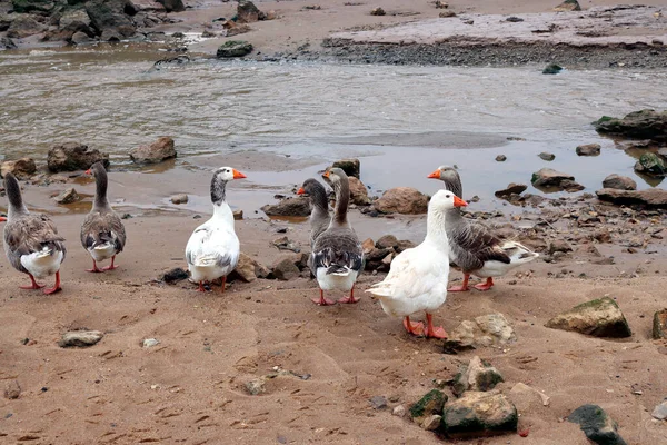 Flock Gäss Vandrar Längs Den Klippiga Kusten Vid Stranden Santa — Stockfoto