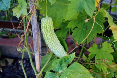 Momordika ya da Hint salatalığı büyük yeşil yapraklı bir dala tutunur. Büyüyen salatalıklar . 