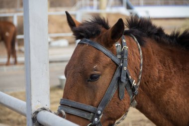 Deri dizginli, koyu renk at. Bir atın üzgün gözleri. Hipodromda bağlanmış at. At Kulübü.
