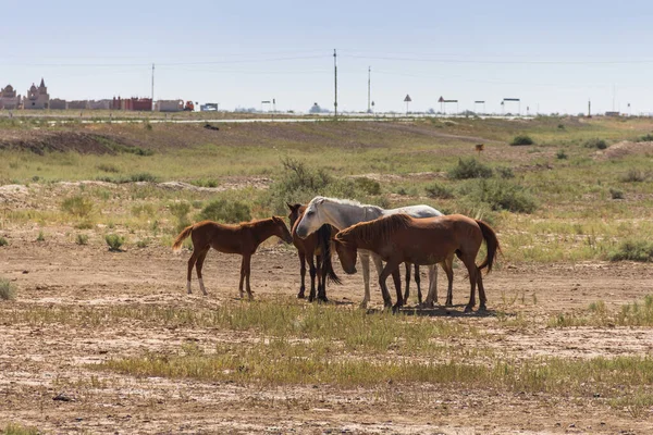 horses in Kazakhstan graze in the steppe, free-range horses, domestic animals in Kazakhstan, horses free