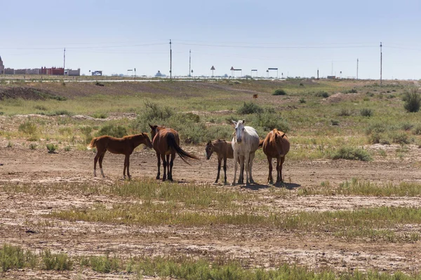 Лошади Казахстане Пасутся Степи Лошади Свободные Домашние Животные Казахстане Лошади — стоковое фото