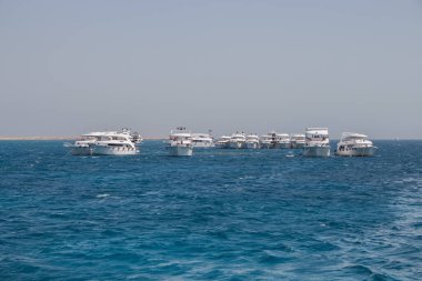 Mısır, 4.10.2025 - Bir grup beyaz yat ve tekne açık bir gökyüzü altında denize açılır. Keşif yatları dalış için Ras Mohammed Doğa Koruma Alanına gidiyor..