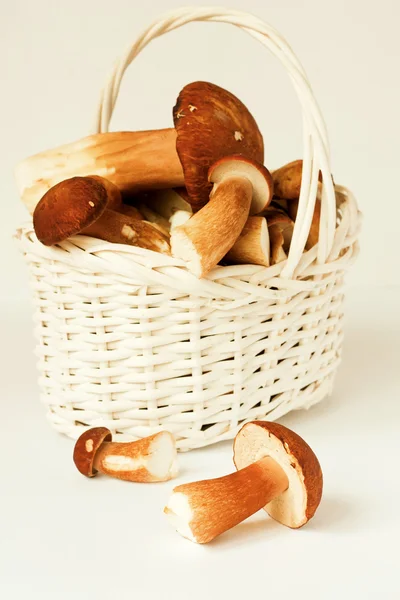 Boletus. — Stock Photo, Image