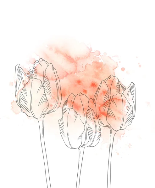 Watercolour and contour tulips — Stock Photo, Image