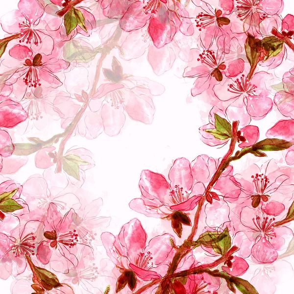 Хрупкие японские цветы вишни — стоковое фото