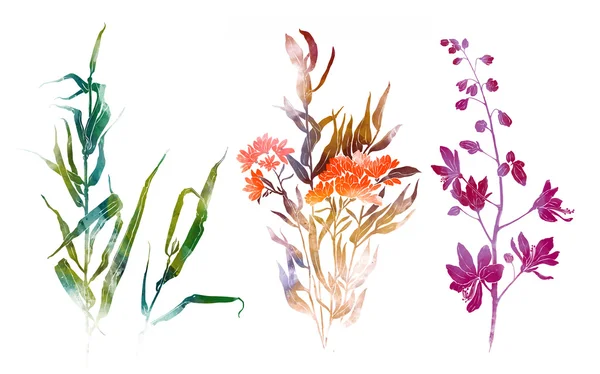 Virág és levél kollekció — Stock Fotó