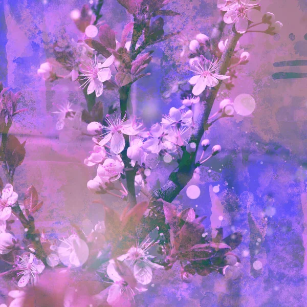 Blooming Cherry Sakura Photo Collage Watercolour Texture — Φωτογραφία Αρχείου