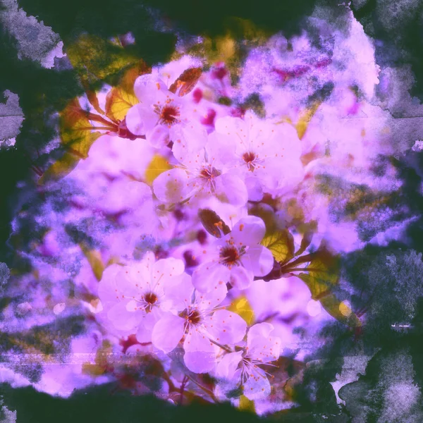 Blühende Kirsche Sakura Fotocollage Und Aquarell Textur Gemischtes Medienkunstwerk — Stockfoto