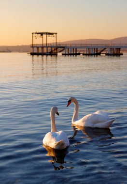Couple of white swans swim in the sea at sunset clipart